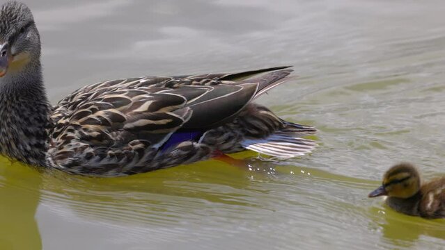 Slow Motion Shot Of Family Of Mallard Duck Swimming On Lake During Sunny Day - Arvada, Colorado