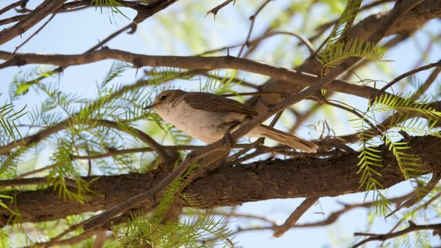 Marico Flycatcher sits on branch of acacia tree. Leaves blow in breeze