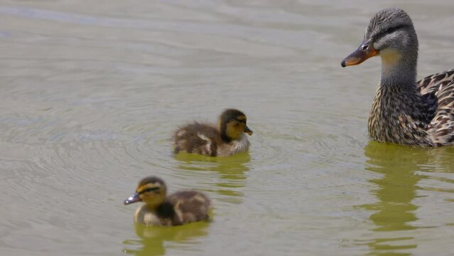 Slow Motion Shot Of Cute Duckling Preening While Swimming By Mallard In Rippled Lake - Arvada, Colorado
