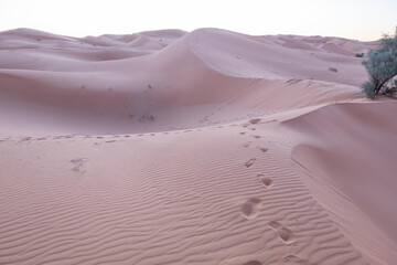 footprints of camels and bedouins on the sand dunes of the sahara desert