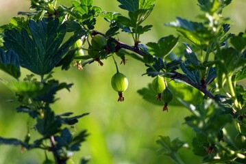 gooseberry berries on a branch