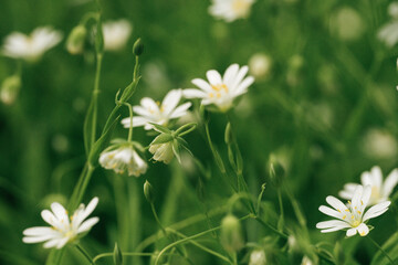 beautiful white flower closeup, macro. fresh background, spring theme
