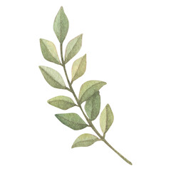 Obraz premium Watercolor leaves Botanical collection natural elements on white background illustration