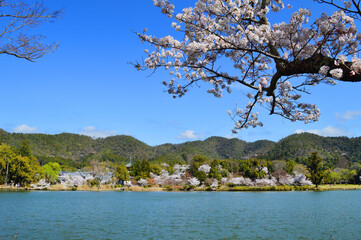 桜咲く京都市大覚寺の大沢池より多宝塔を望む