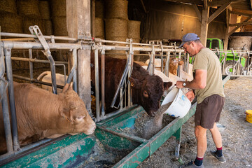 Alimentation de bovins à l'engraissement. Distribution de granulés par l'agriculteur. Charolais, Salers et Limousine
