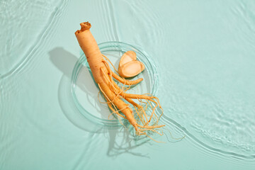 Fresh ginseng is placed in petri dish, on surface water. Top view, flat lay. Korean ginseng root,...