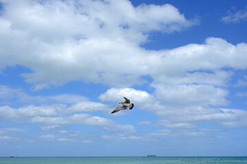 Fototapeta na wymiar Seagull flies over Atlantic Ocean in blue sky with white clouds