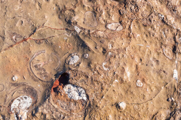 Fish and shellfish fossils recovered from Morocco's Atlas Mountains show that the desert was a sea