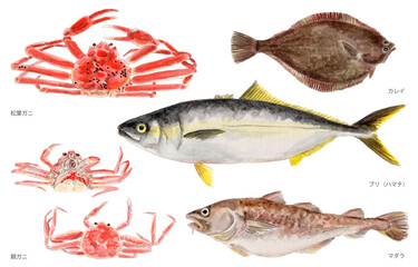 鳥取県四季の県魚（冬）手描き水彩画