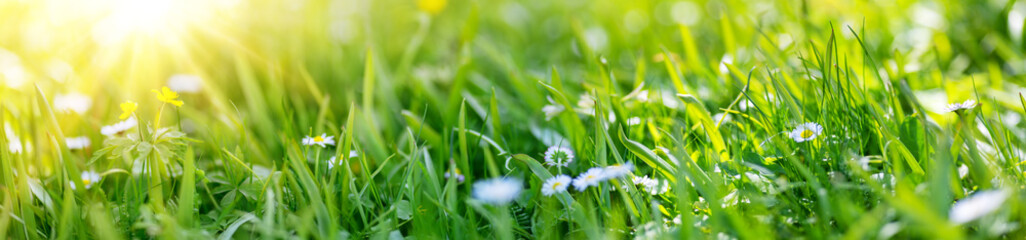 Panoramic view of the lawn with blossoming daisies and fresh green grass.