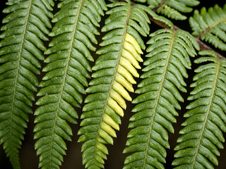Tree fern (Dicksonia squarrosa) fronds