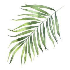 leaves isolated on white