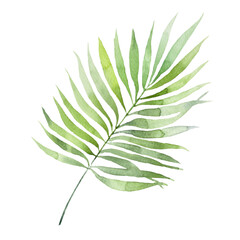 green leaf isolated on white