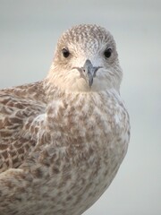 mouette