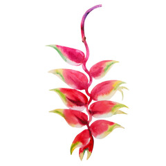 Watercolor tropical flowers