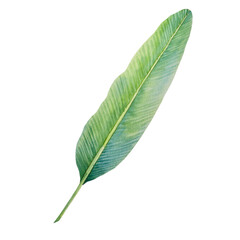 green leaf isolated