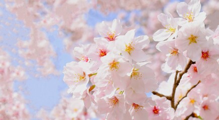 満開の桜の花と青空、桜の花のクローズアップ、染井吉野、桜のフレーム