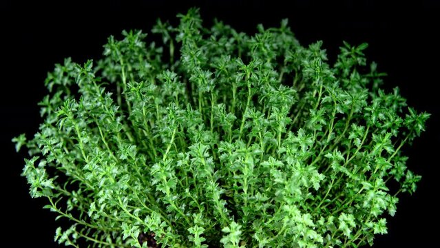 Hebe Green Globe Leaves Growing and Moving in Time Lapse. Perfect Plant Background. Time lapse of Sprouting Plant Leaves Isolated on Black. Moss-Coloured Evergreen Bush or Shrub