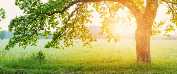 Huge old oak tree standing in the blooming field on foggy sunrise. © candy1812