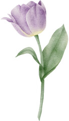 Watercolor tulip flower botanical natural element	