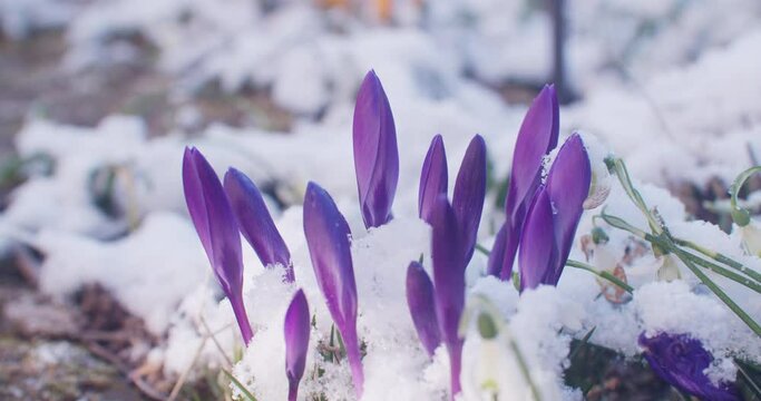 Medium close up shot of closed crocus flowers in early spring. Snow on the flowers, blossoms closed to due to cold.