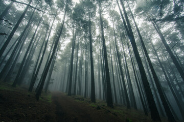 Esperanza Wald bei Las Rosas, Nordosten von Teneriffa