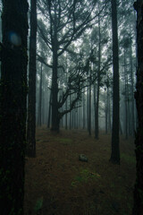 Esperanza Wald bei Las Rosas, Nordosten von Teneriffa