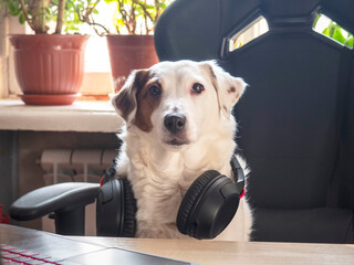 White dog with headphones at his desk . The concept of working from home, training.