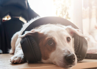 The dog's face in the headphones, close-up