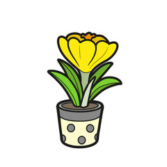 Crocus flower grow in a small pot color variatin for  coloring book isolated on white background
