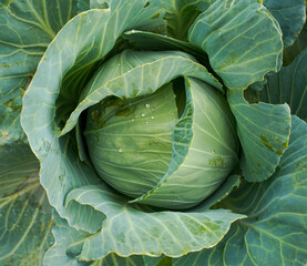 Obraz premium Fresh green cabbage top view. Organic vegetable background. Concept of agriculture.