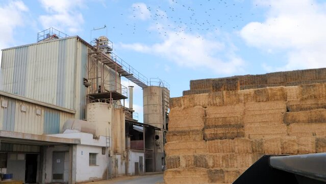 Straw bales in a processing factory