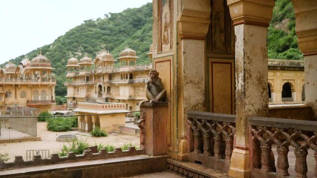 Lonely Macaque Monkey in Galtaji temple, near jaipur, India