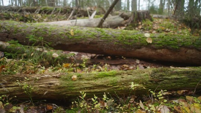 Mushroom foraging basket in the woods