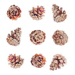 Collection of a Pine cone isolated on white background, Dried pine cone, christmas decoration