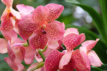 Pink mottled vanda orchids in flower.