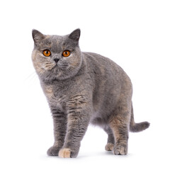 Pretty tortie British Shorthair cat, standing facing front. Looking towards camera with beautiful orange eyes. Isolated on a white background.