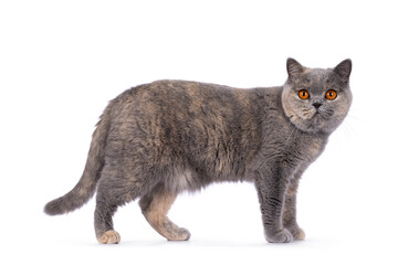 Pretty tortie British Shorthair cat, standing side ways. Looking towards camera with beautiful orange eyes. Isolated on a white background.