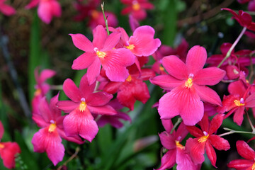 Pink epiphytic Nelly Isler orchids in flower.