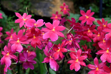 Pink epiphytic Nelly Isler orchids in flower.