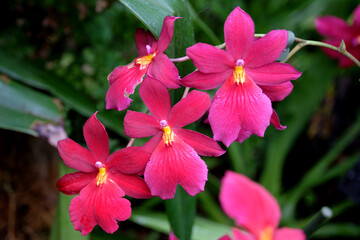 Pink epiphytic Nelly Isler orchids in flower.