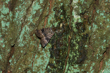 Pyramideneule (Amphipyra pyramidea)