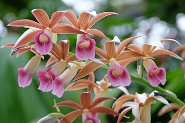 Brown and pink Phaius orchids in flower.