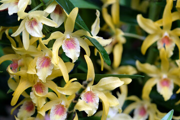 Dendrobium orchids, Stardust,  in flower.