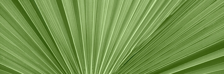 Palm tree leaves stripe texture for ecology , travel, nature conservation and for interior decoration background. banner with copy space