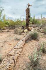Dead Casti at Saguaro National Park