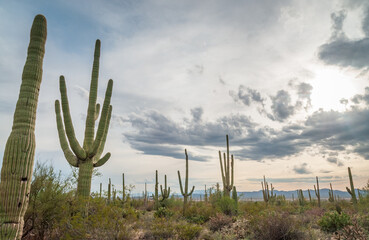 Sunrise at Saguaro National Park