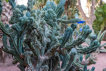 Fototapeta premium A variety of cacti plants in a beautifully designed garden landscape.
