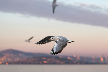 Fototapeta na wymiar Seagull flying on the backdrop of sunset sky.
