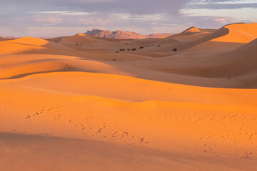 Fototapeta na wymiar camel and bedouin footprints on the orange sand dunes of sahara desert in morocco